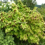 Leycesteria formosa Aurea (2)