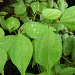 Lindera strichnifolia (1)