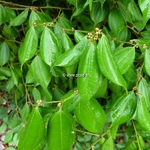 Lindera strichnifolia