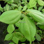 Lindera strichnifolia (2)