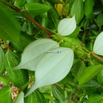 Lindera strichnifolia (5)