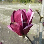 Magnolia Genie (2)