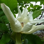 Magnolia macrophylla (1)