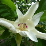 Magnolia macrophylla (3)