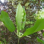 Magnolia macrophylla (2)