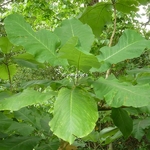 Magnolia macrophylla (7)