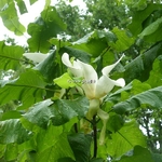 Magnolia macrophylla (11)
