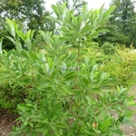 Magnolia virginiana