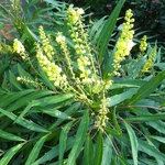 Mahonia Nara Hiri (3)