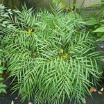 Mahonia eurybracteata Softcaress (2)