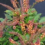 Mahonia nitens Cabaret (3)