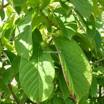 Neoshirakia japonica (1)