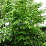 Parrotia persica
