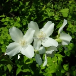 Philadelphus coronarius (2)