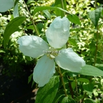 Philadelphus Silberregen (1)