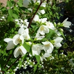 Philadelphus Manteau dHermine (2)