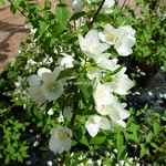 Philadelphus Manteau dHermine (4)