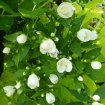 Philadelphus Manteau dHermine (6)