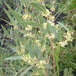 Phillyrea angustifolia Rosmarinifolia