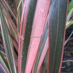 Phormium Pink Panther