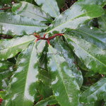 Photinia serratifolia