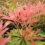 Pieris Bert Chandler (14)
