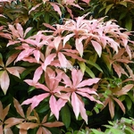 Pieris Bert Chandler (2)