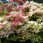Pieris Bert Chandler (6)