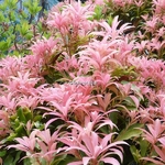 Pieris Bert Chandler (11)