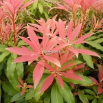 Pieris Bert Chandler (13)