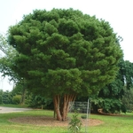 Pinus densiflora umbraculifera (2)