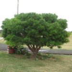 Pinus densiflora umbraculifera