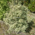 Pittosporum tenuifolium Victoria (3)