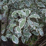 Pittosporum tenuifolium Victoria