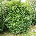 Prunus lusitanica