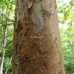 Stewartia sinensis (3)