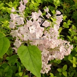 Syringa hyacinthiflora Maidens Blush