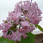 Syringa hyacinthiflora Maidens Blush (4)