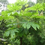 Tetrapanax papyrifer (2)