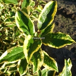 Elaeagnus ebbingei Gilt Edge (1)