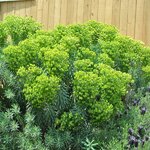Euphorbia characias Shorty
