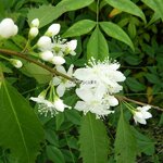 Hoheria Borde Hill (2)