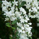 Hoheria angustifolia