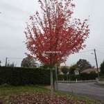 Acer freemanii Autumn Blaze (2)