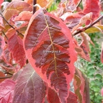 Cornus florida Cherokee Daybreak (2)