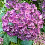 Hydrangea macrophylla Together (1)