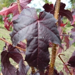 Liquidambar styraciflua (1)