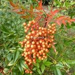 Nandina domestica Richmond (1)
