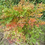 Nandina domestica Richmond (2)