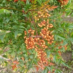 Nandina domestica Richmond (3)